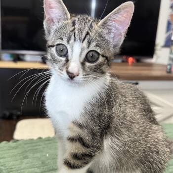 Rescue American Shorthair Cats for Adoption in Union City, New Jersey - Mushroom, Mildew, Igloo & Lettuce | PetCurious