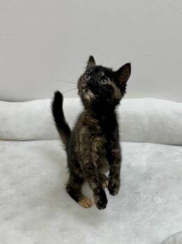 Madame Adelaide -  Domestic Medium Hair Cat for Adoption in Newberg, Oregon - Madame Adelaide | PetCurious