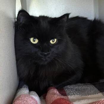 Piper -  Domestic Long Hair Cat for Adoption in Reno, Nevada - Piper | PetCurious