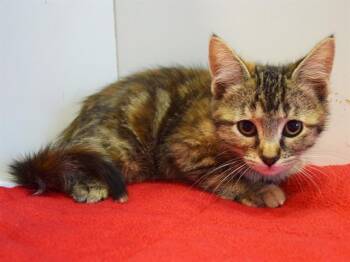 NOEL -  Domestic Short Hair Cat for Adoption in Sacramento, California - NOEL | PetCurious