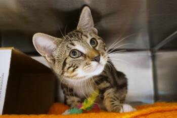 Kitten 26-12 A -  Tabby Cat for Adoption in New Milford, Connecticut - Kitten 26-12 A | PetCurious