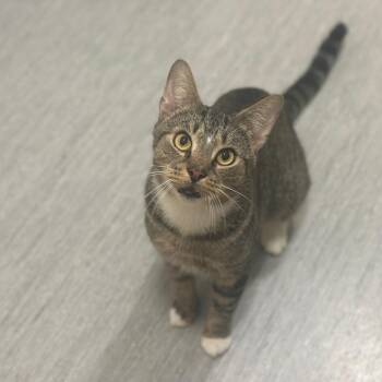 D47124 Electron -  Domestic Short Hair Cat for Adoption in Port Washington, New York - D47124 Electron | PetCurious