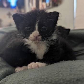 Domestic Short Hair Cats Available for Adoption in Long Beach, California - Lulu Bella | PetCurious