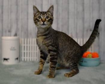 Maddox -  Domestic Short Hair Cat for Adoption in Roanoke, Texas - Maddox | PetCurious