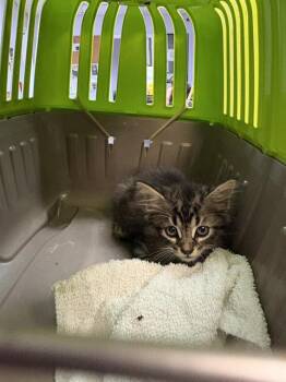 HAKARI -  Domestic Medium Hair Cat Available for Adoption in Fort Walton Beach, Florida - HAKARI | PetCurious