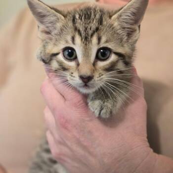 Yoshie -  Domestic Medium Hair Cat for Adoption in Fort Smith, Arkansas - Yoshie | PetCurious
