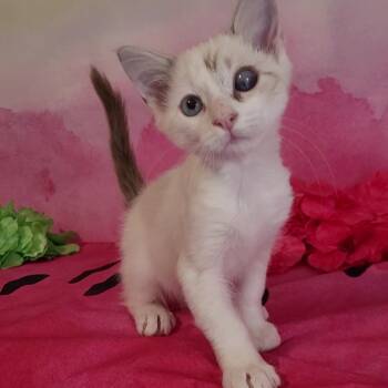 Rescue Siamese and Domestic Medium Hair Cats for Adoption in Escalon, California - WINTERS | PetCurious