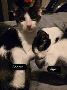 Domestic Short Hair Cats Available for Adoption - Ilya | PetCurious