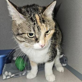 Dottie -  Domestic Short Hair Cat for Adoption in Cedar Rapids, Iowa - Dottie | PetCurious