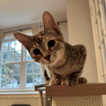 Betty (Arcadia 2) -  American Shorthair Cat for Adoption in Westport, Connecticut - Betty (Arcadia 2) | PetCurious