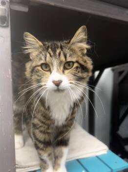 Rescue Tabby Cats for Adoption in Grand Rapids, Michigan - Emerald - CHOW HOUND | PetCurious