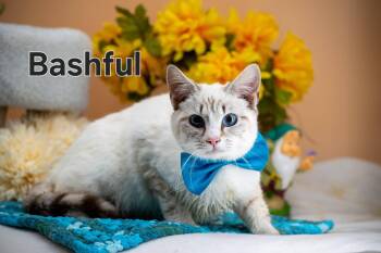 Domestic Short Hair Cats Available for Adoption in Sevierville, Tennessee - Bashful | PetCurious