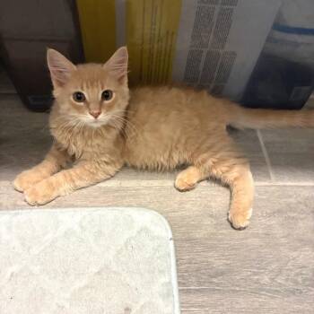 Flufferton -  Domestic Medium Hair Cat for Adoption in Bulverde, Texas - Flufferton | PetCurious