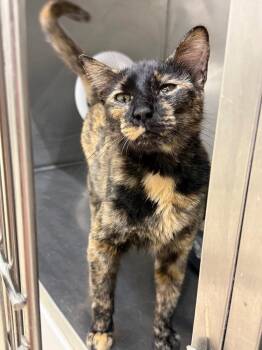 Pandora -  Domestic Short Hair Cat for Adoption in Glenfield, New York - Pandora | PetCurious