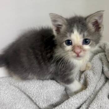 Gravy -  Domestic Medium Hair Cat for Adoption in Aldie, Virginia - Gravy | PetCurious