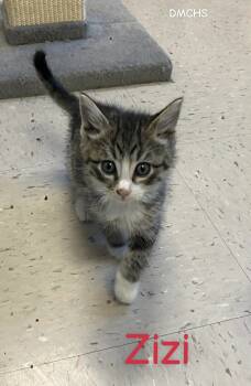 Rescue Domestic Short Hair Cats for Adoption in Burlington, Iowa - Zizi | PetCurious
