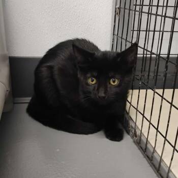 Sherman -  Domestic Short Hair Cat for Adoption in Kalamazoo, Michigan - Sherman | PetCurious