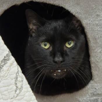 Tobias (Tokemon) -  Domestic Short Hair Cat for Adoption in Ballston Spa, New York - Tobias (Tokemon) | PetCurious