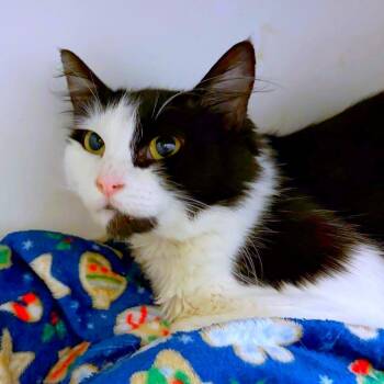 Hashbrown -  Domestic Medium Hair and Domestic Short Hair Cat for Adoption in Woodinville, Washington - Hashbrown | PetCurious