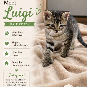 Extra Toes Cat Hemingway Polydactyl Cats Available for Adoption in Asher, Oklahoma - Luigi | PetCurious