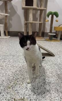 Coco Nutwork -  Domestic Short Hair Cat for Adoption in Fort Lupton, Colorado - Coco Nutwork | PetCurious