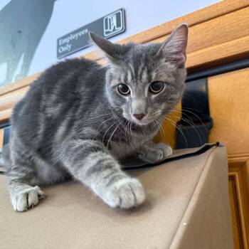 Earl Grey (cat cafe) -  Domestic Short Hair Cat for Adoption in West Lafayette, Indiana - Earl Grey (cat Cafe) | PetCurious