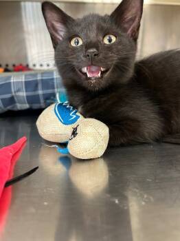 Rescue Domestic Short Hair Cats for Adoption in West Union, Ohio - Belladonna | PetCurious