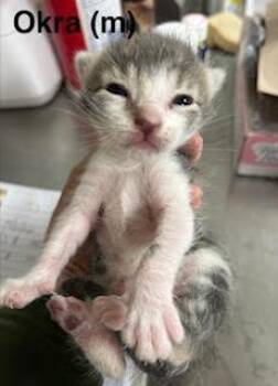 Okra -  Domestic Short Hair Cat for Adoption in Saugerties, New York - Okra | PetCurious