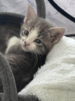 Domestic Short Hair Cats Available for Adoption in Ferndale, Michigan - Mittens | PetCurious