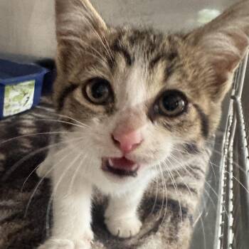 Squeak -  Domestic Short Hair Cat for Adoption in Allegan, Michigan - Squeak | PetCurious