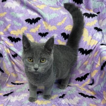 Tesla (Stacy) -  Domestic Long Hair Cat for Adoption in Kittanning, Pennsylvania - Tesla (Stacy) | PetCurious