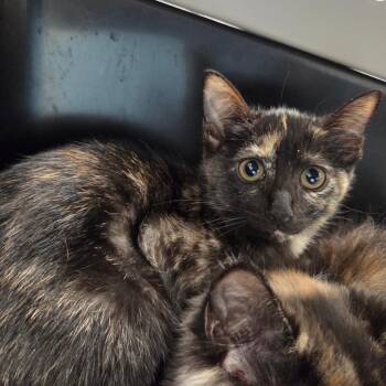 Honey -  Domestic Short Hair Cat for Adoption in Chattanooga, Tennessee - Honey | PetCurious