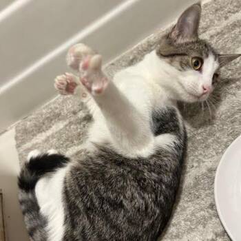 Tiramisu -  Domestic Short Hair Cat for Adoption in Los Angeles, California - Tiramisu | PetCurious