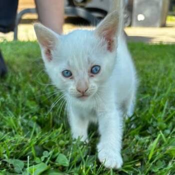 Blizzard C12460 -  Domestic Short Hair and Siamese Cat for Adoption - Blizzard C12460 | PetCurious
