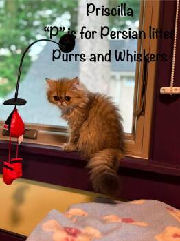 Priscilla -  Domestic Long Hair Cat for Adoption in New Hartford, New York - Priscilla | PetCurious