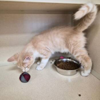 Burt -  Domestic Short Hair Cat for Adoption in Woodstock, Illinois - Burt | PetCurious
