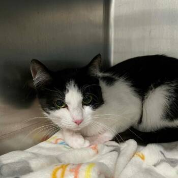 Domestic Short Hair Cats Available for Adoption - Daisy | PetCurious