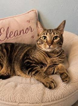 Eleanor -  Tabby and Domestic Short Hair Cat for Adoption in Liverpool, Texas - Eleanor | PetCurious