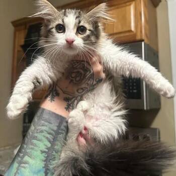 Jalapeno C11671 -  Domestic Medium Hair Cat for Adoption - Jalapeno C11671 | PetCurious