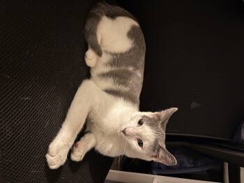 Rescue Domestic Short Hair Cats for Adoption in New York, New York - Dewey | PetCurious