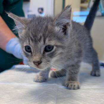 Domestic Short Hair Cats Available for Adoption in Nashville, Tennessee - Elvis | PetCurious