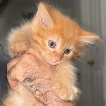 Yordan 7 -  Domestic Short Hair Cat for Adoption in Austin, Texas - Yordan 7 | PetCurious