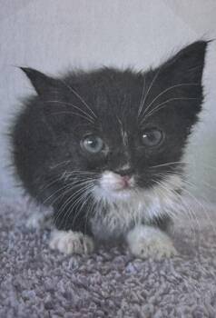 Princess Bubblegum -  Domestic Short Hair Cat for Adoption in Fort Madison, Iowa - Princess Bubblegum | PetCurious