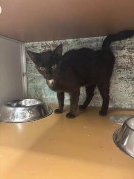 Lily Pad -  Domestic Short Hair Cat for Adoption in Paducah, Kentucky - Lily Pad | PetCurious