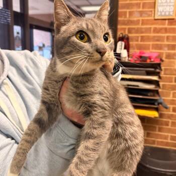 Domestic Short Hair Cats Available for Adoption - Star | PetCurious