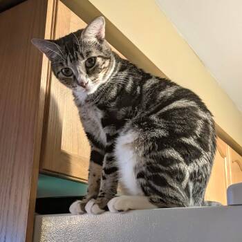 Godiva -  Tabby Cat for Adoption in Hamilton, Ontario - Godiva | PetCurious