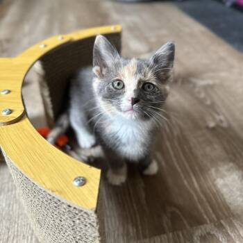 Pearl -  Domestic Short Hair Cat for Adoption - Pearl | PetCurious