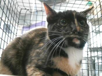 Domestic Short Hair Cats Available for Adoption - TORTA | PetCurious