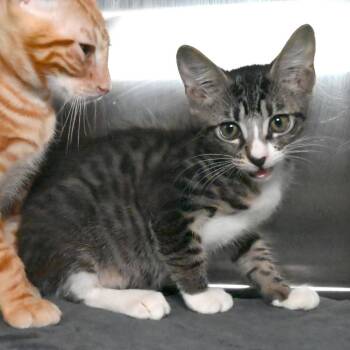 Mario -  Domestic Short Hair Cat for Adoption in West Palm Beach, Florida - Mario | PetCurious