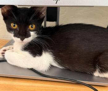 Panda Palm -  Domestic Short Hair and Tuxedo Cat for Adoption in Chandler, Arizona - Panda Palm | PetCurious